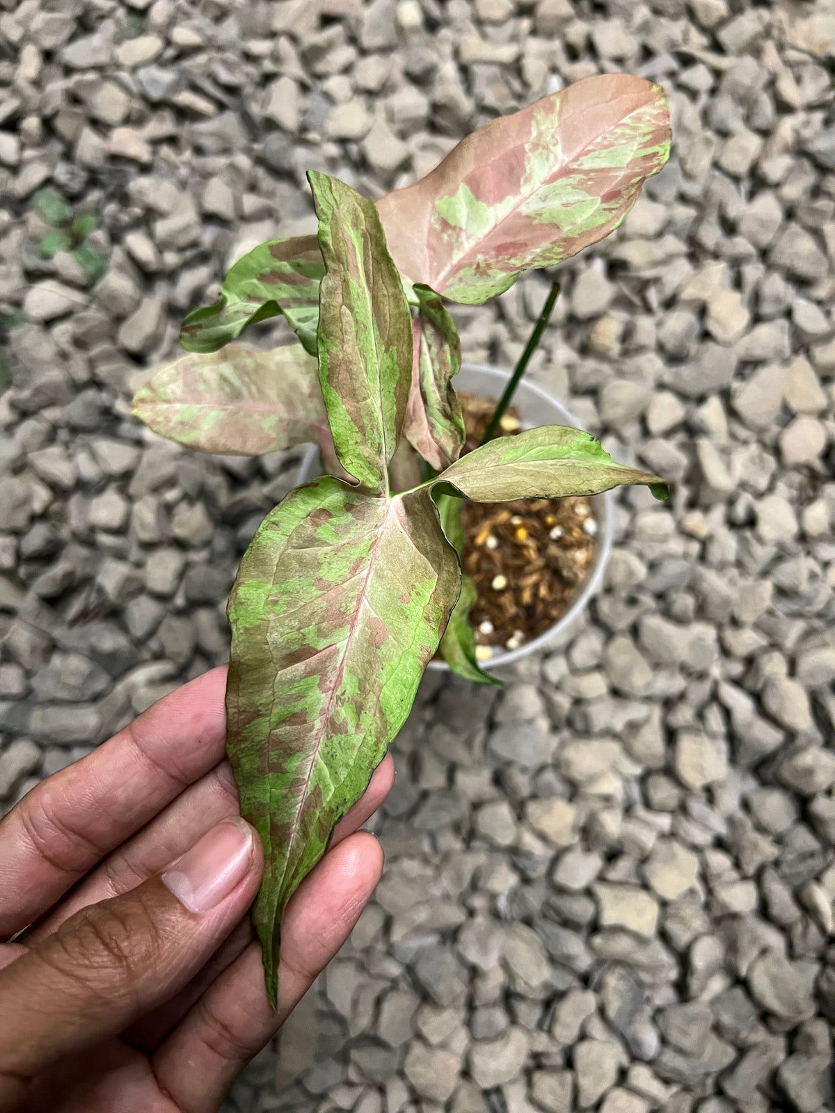 Syngonium Pink army