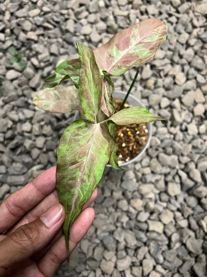 Syngonium Pink army