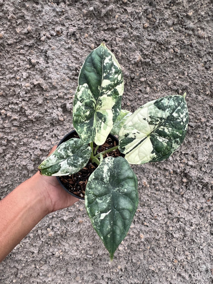 Alocasia Dragon Scale Variegated