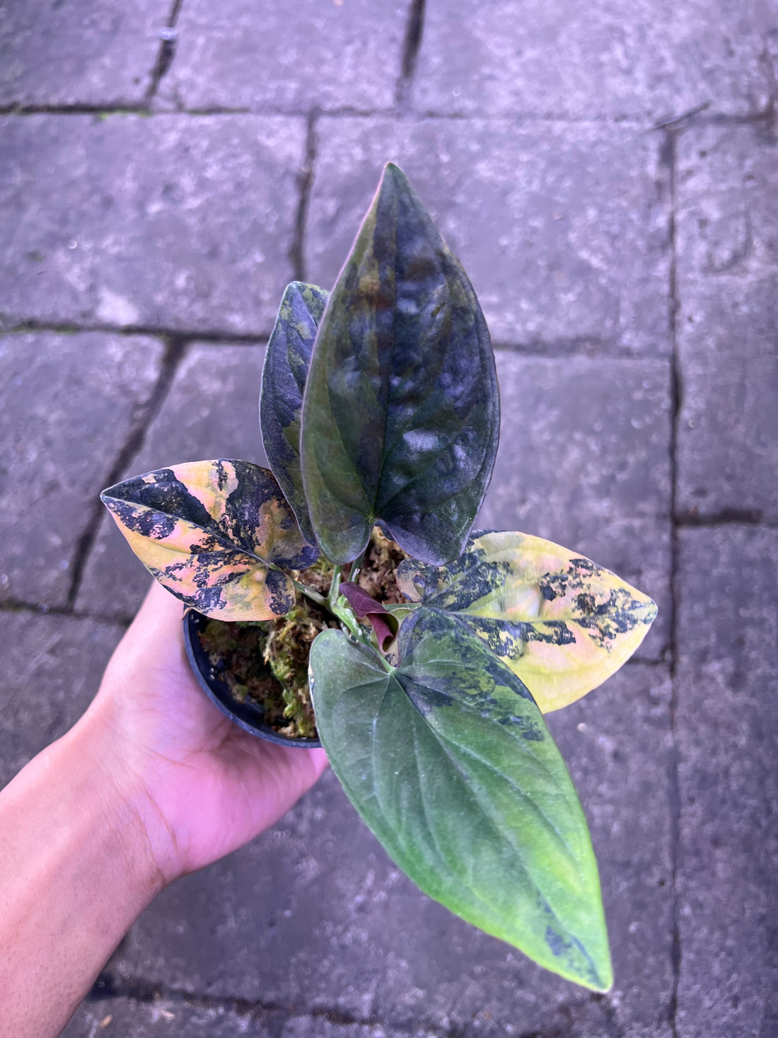 Syngonium erythrophyllum &