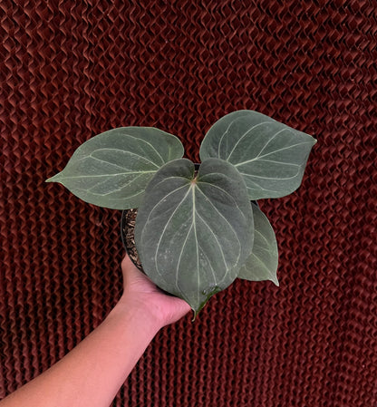Anthurium King Of Spades