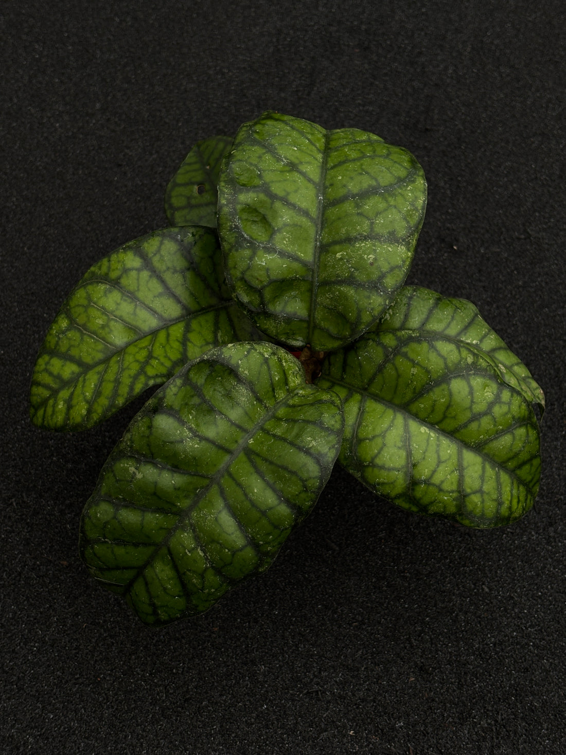 Hoya Calistophylla Obsidian