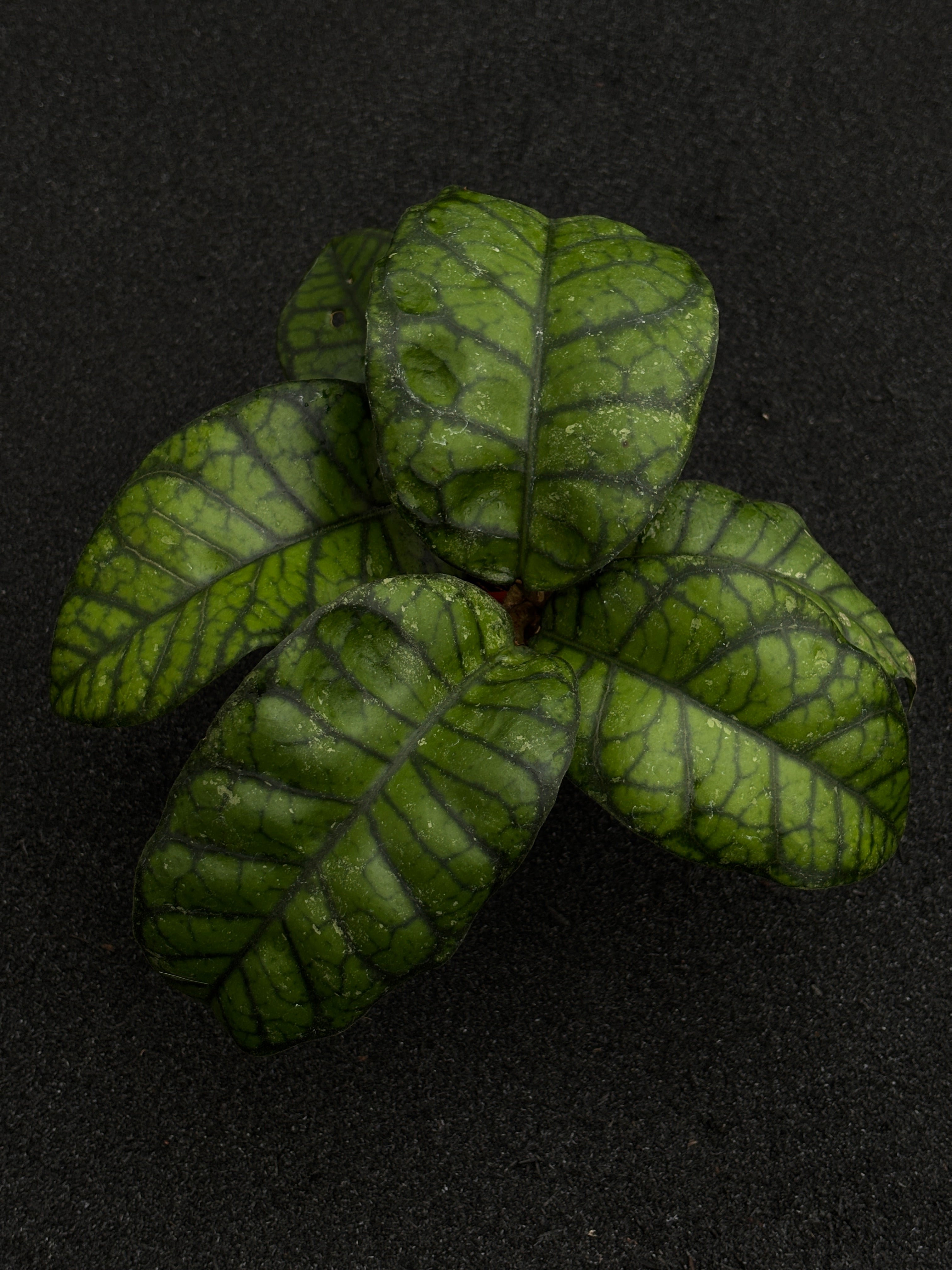 Hoya Calistophylla Obsidian