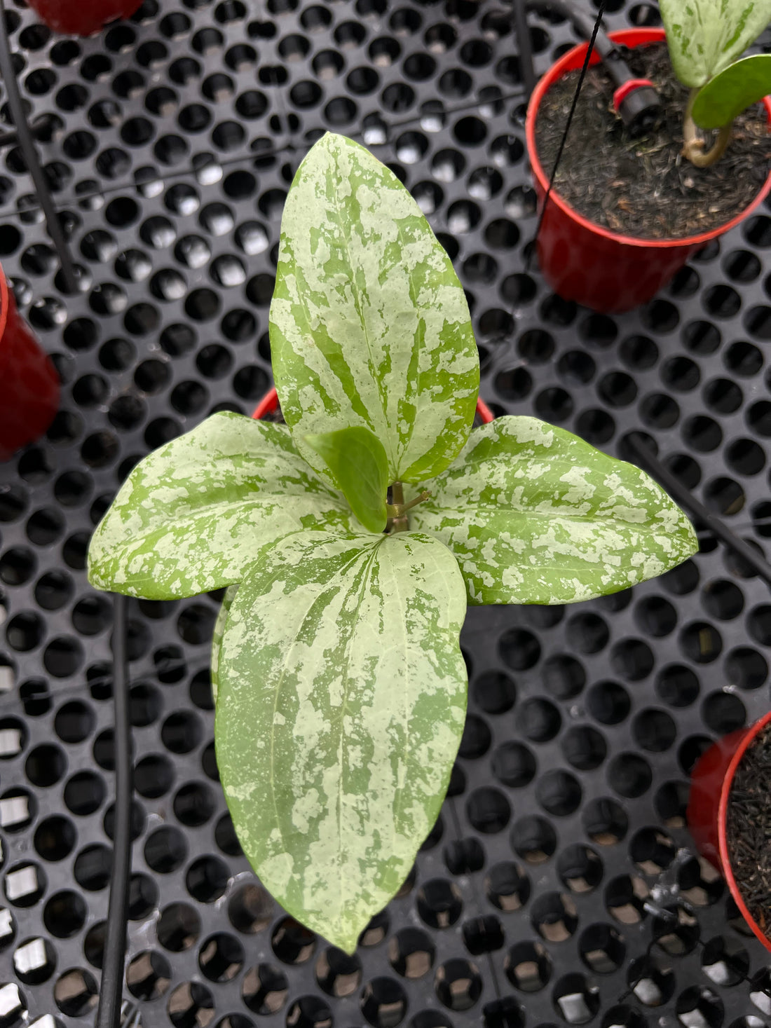 Hoya Glabra High splash