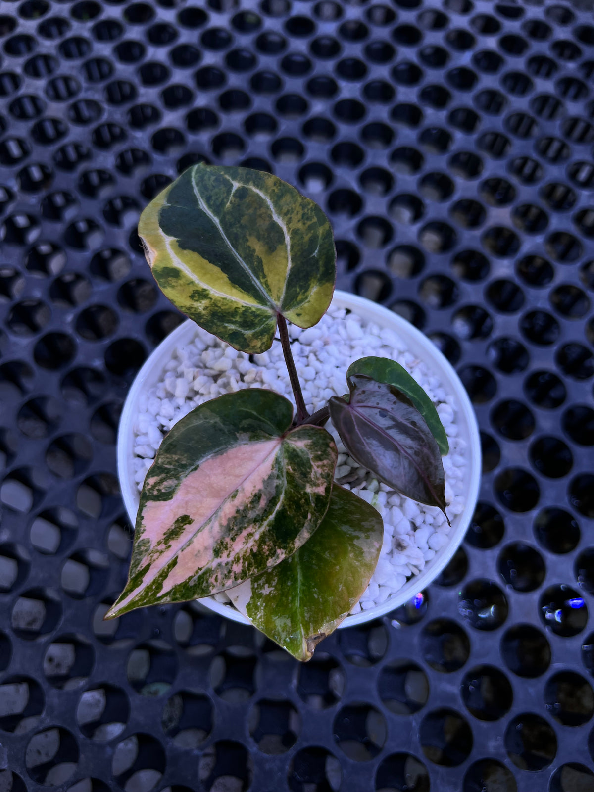 Anthurium Twister x Red Crystallinum