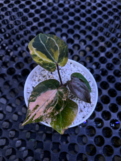 Anthurium Twister x Red Crystallinum
