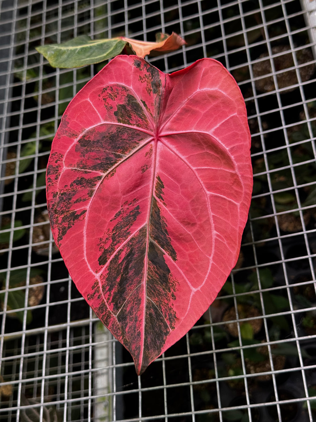Anthurium Scarlet Moon