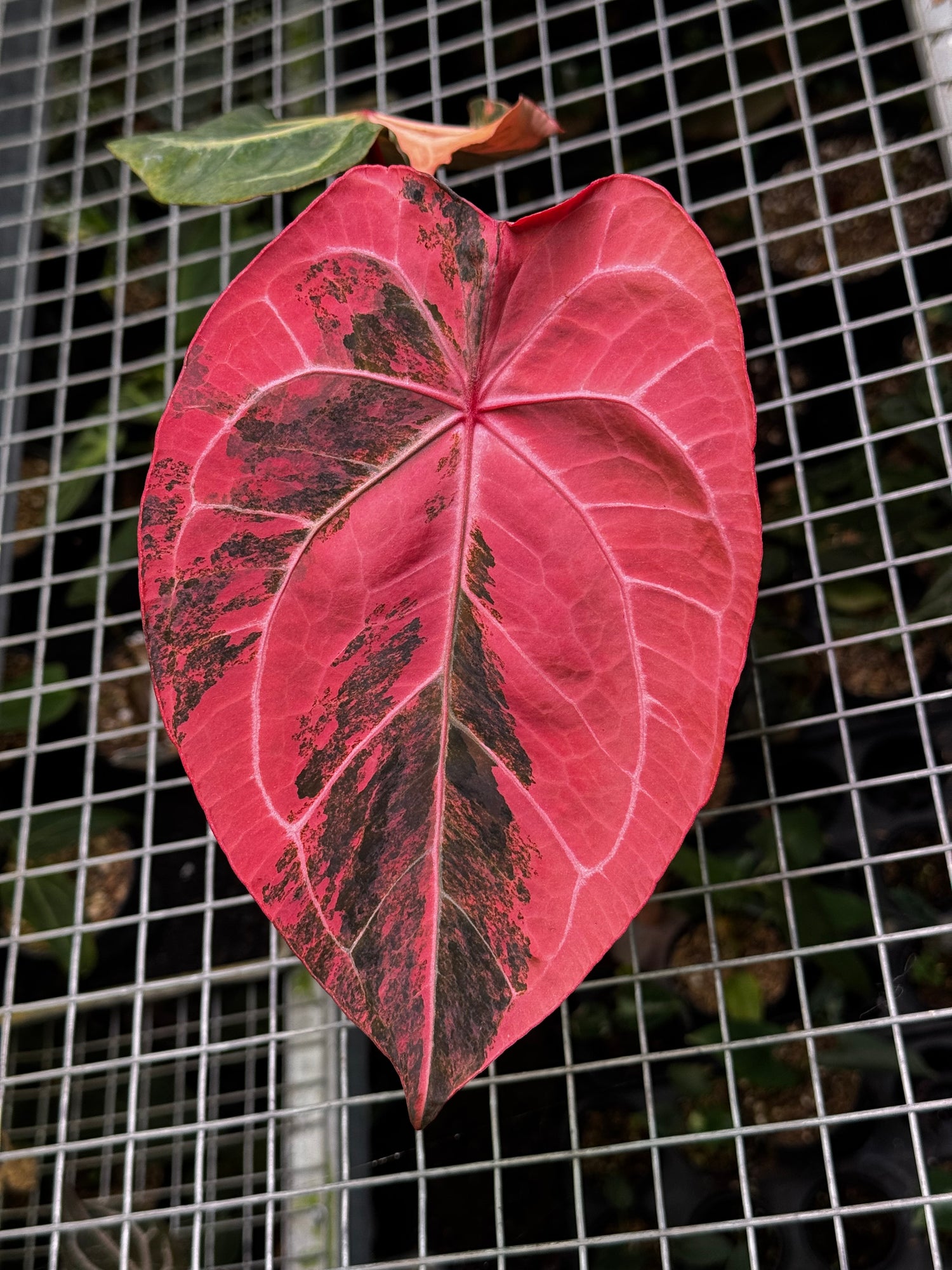 Anthurium Scarlet Moon