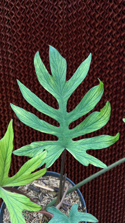Philodendron Squamiferum x Mayoi