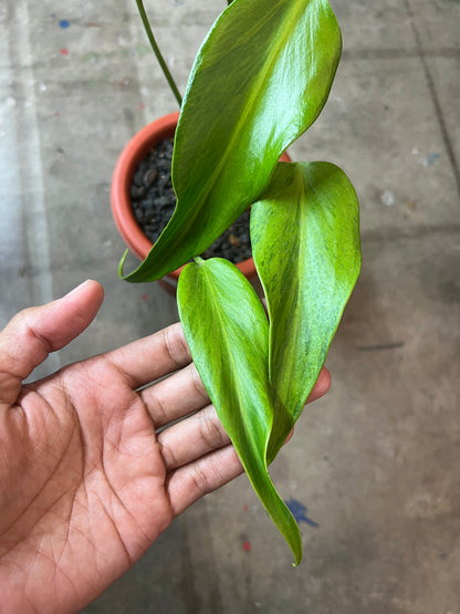 Monstera Burle Mark Flame Mint Variegated