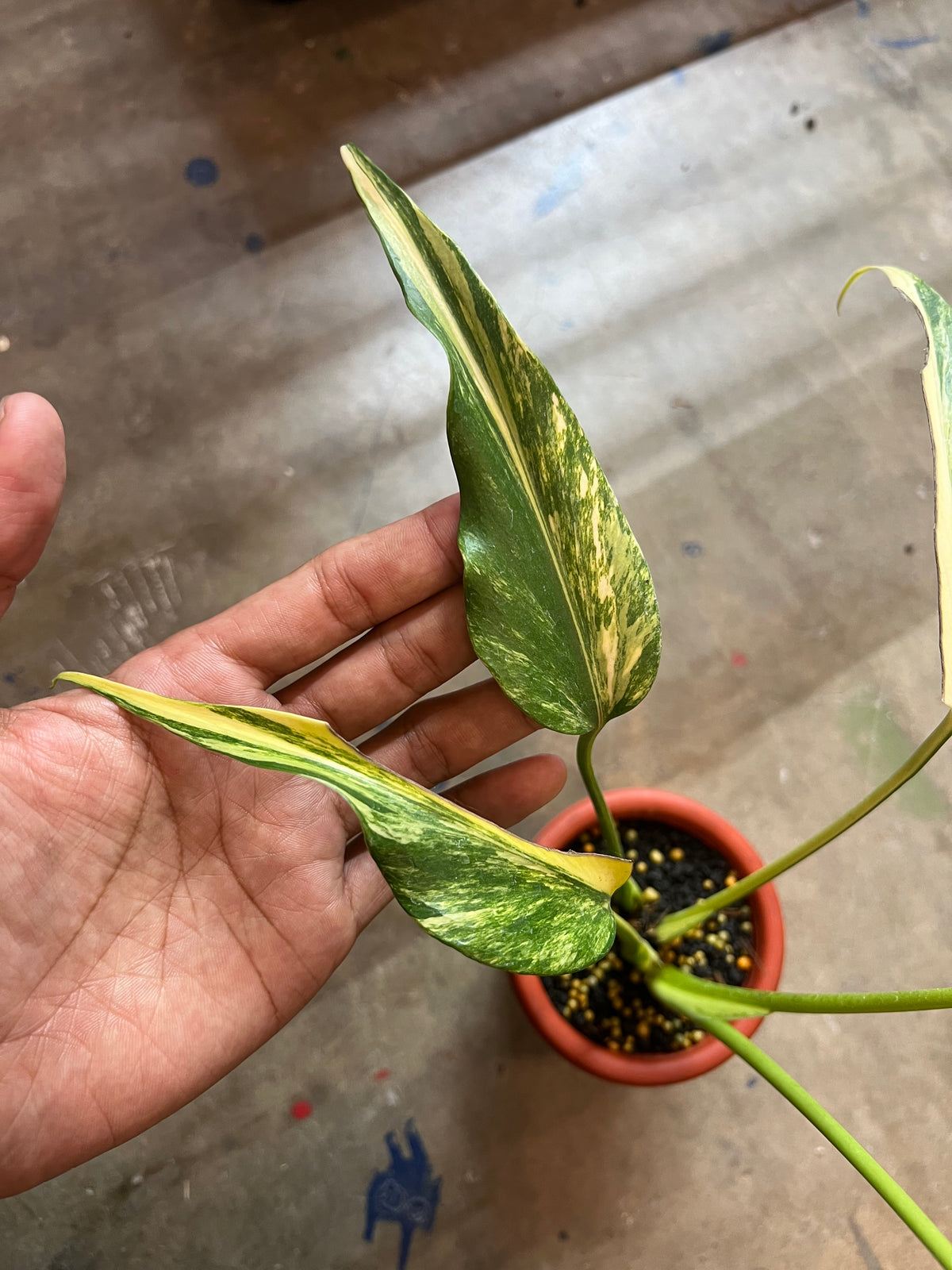 Monstera Burle Mark Flame Variegated