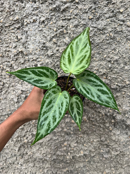 Anthurium Silver Butterfly