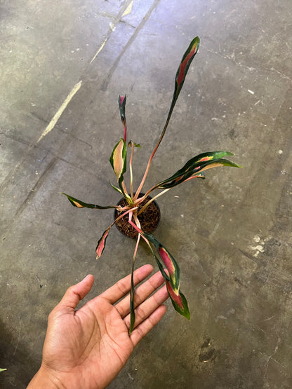 Aglonema Medusa/Flying Squad