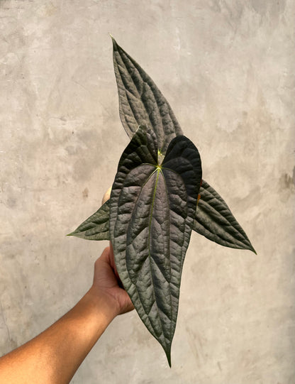 Anthurium Fort Sherman x Luxurians