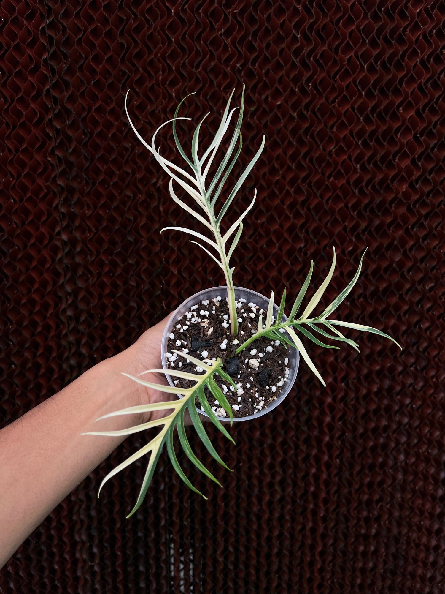 Philodendron Tortum Variegated