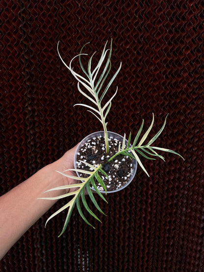 Philodendron Tortum Variegated