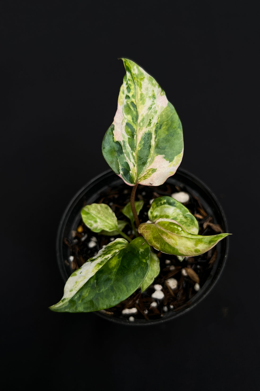Anthurium Night Queen x Zara Michelle