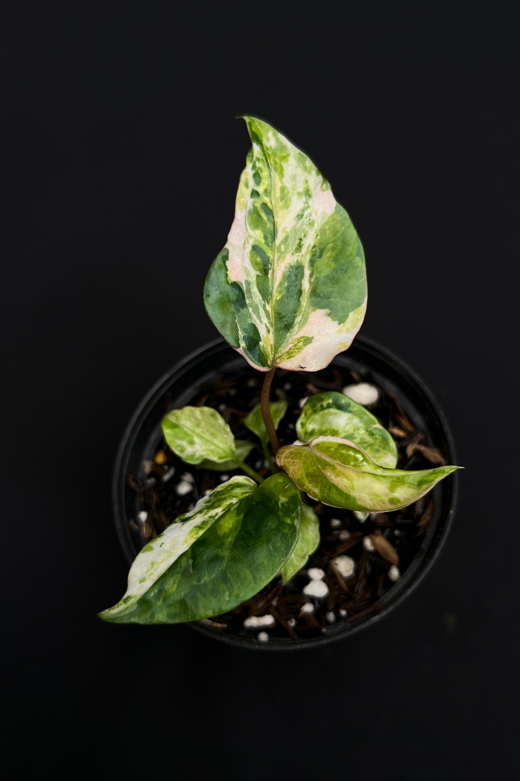 Anthurium Night Queen x Zara Michelle