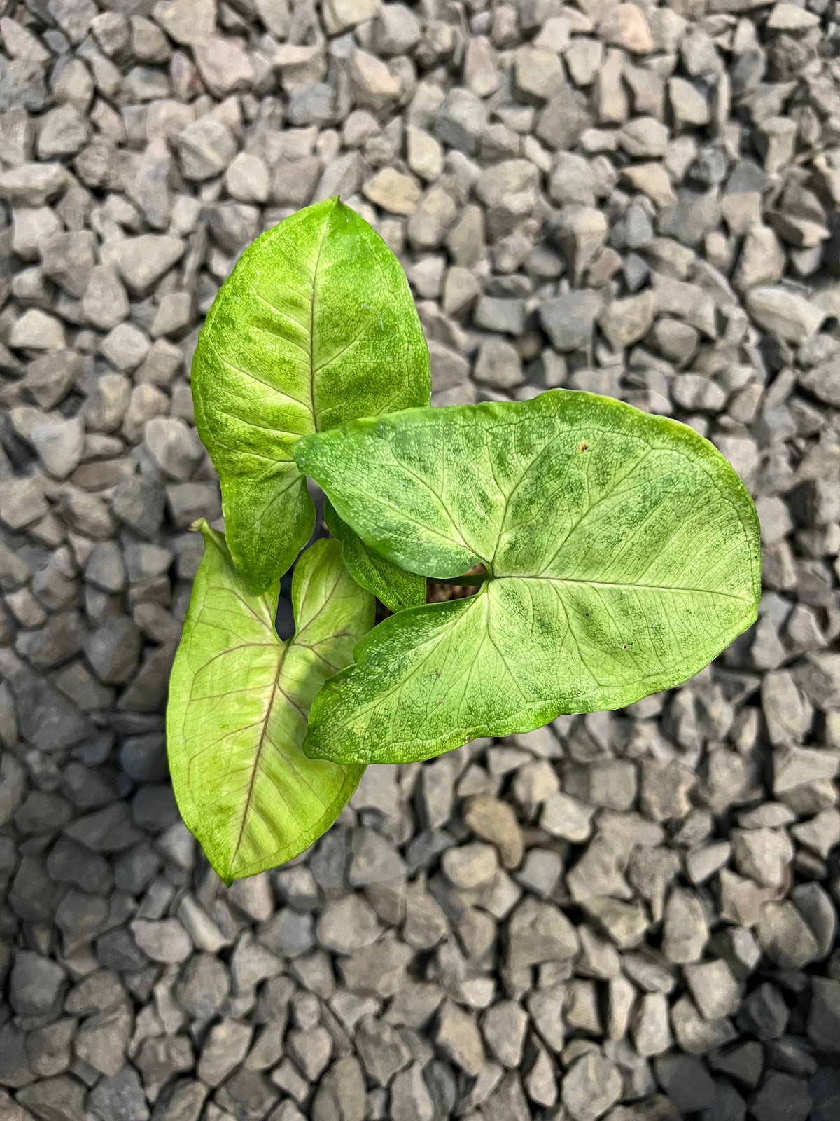 Syngonium Berry allusion