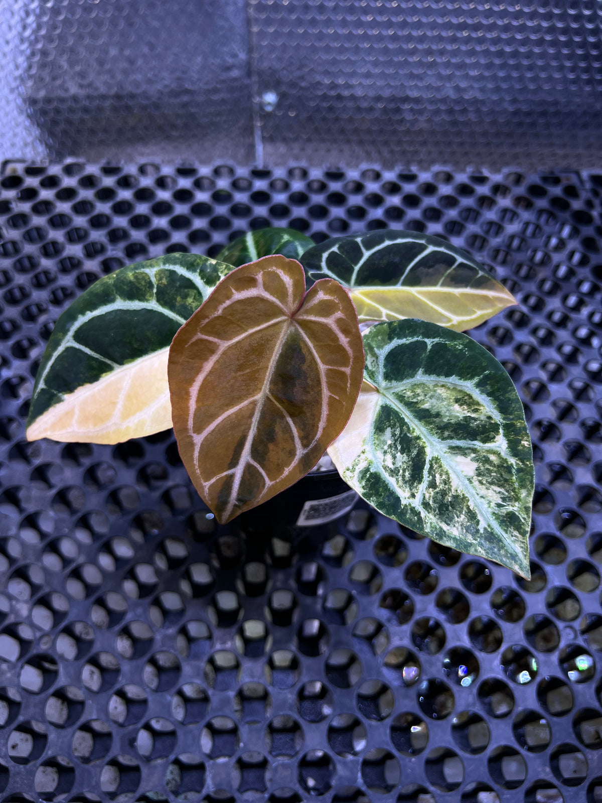 Anthurium Forgetii x Mystic