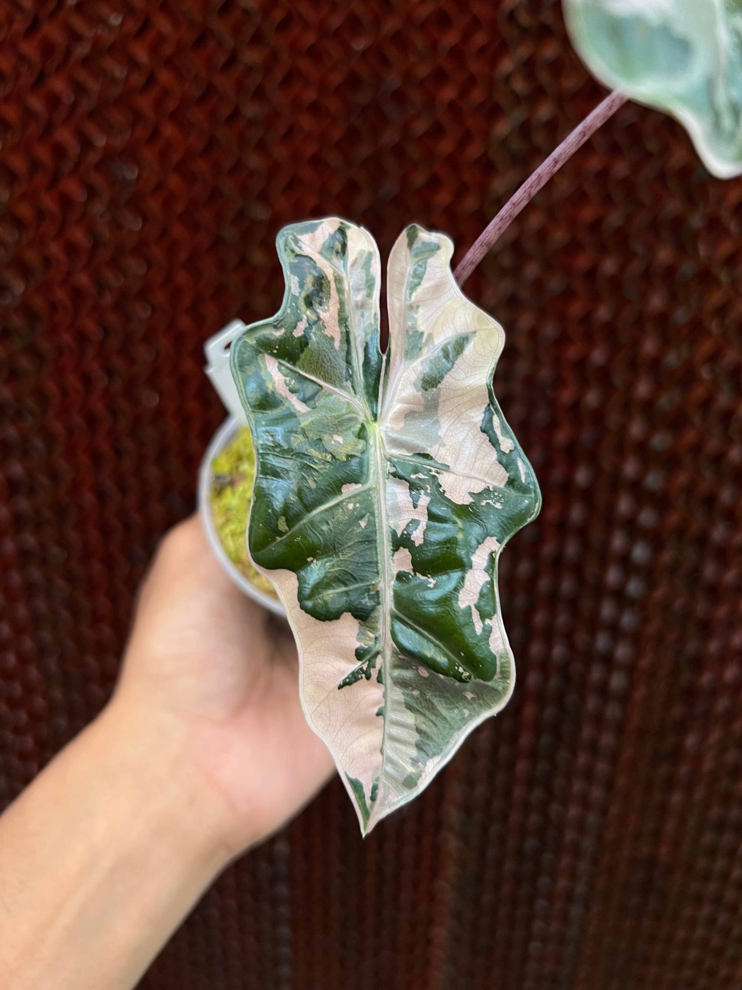 Alocasia Pseudo Sanderiana Albo-Pink Variegated