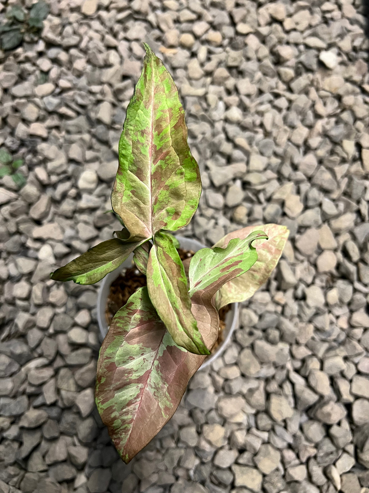 Syngonium Pink army