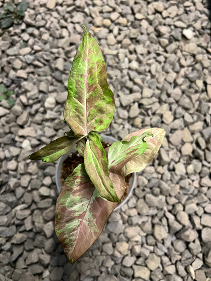 Syngonium Pink army