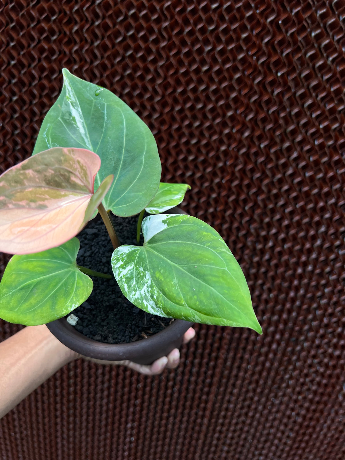 Anthurium King Of Spades white Variegated