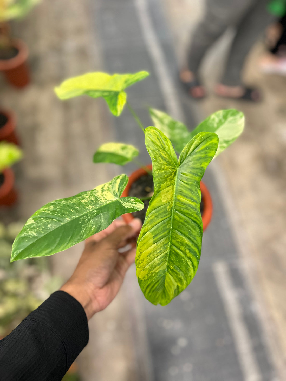 Philodendron Flobe x Tenue