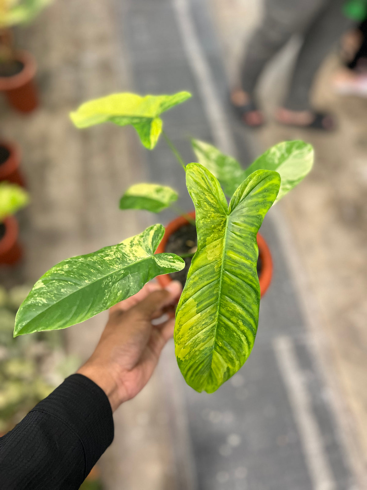 Philodendron Flobe x Tenue