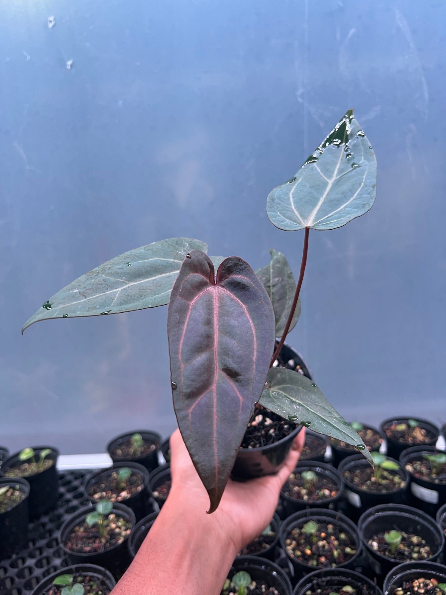Anthurium Drak Handsome x Purple BVIT x ZM