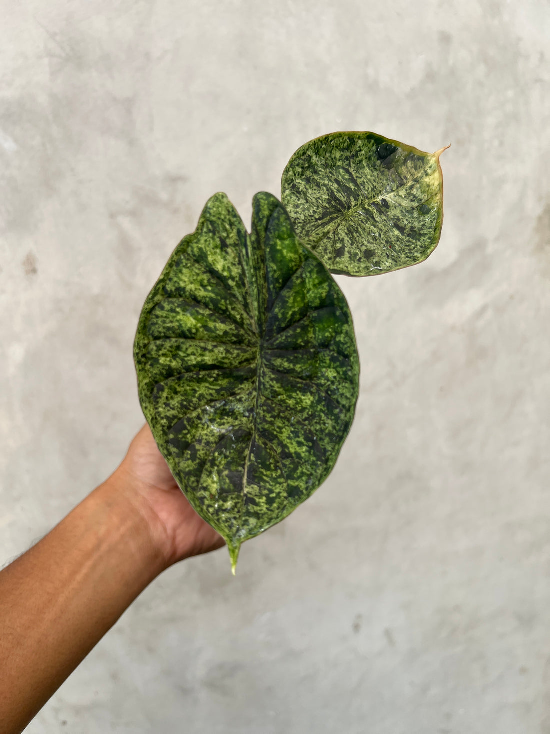 Alocasia Dragon Scale Marble Mint Variegated
