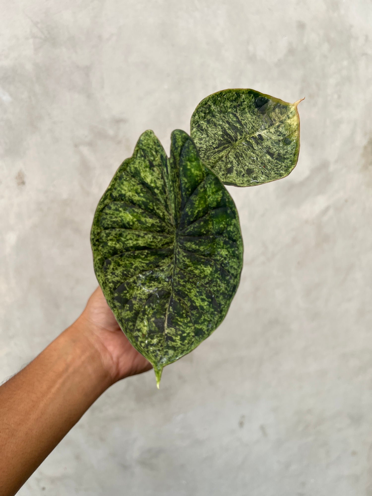 Alocasia Dragon Scale Marble Mint Variegated