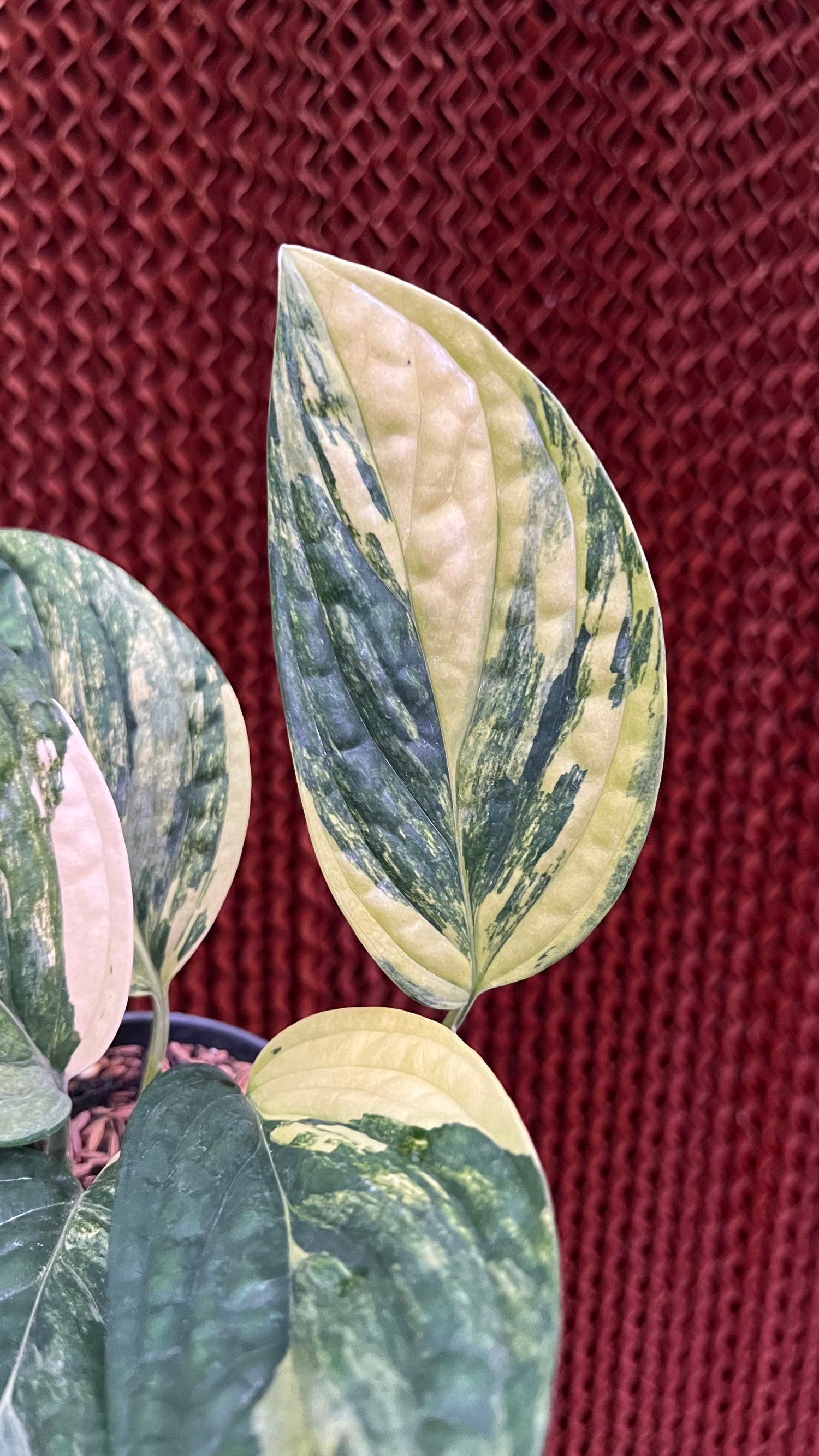 Monstera karstenianum variegated