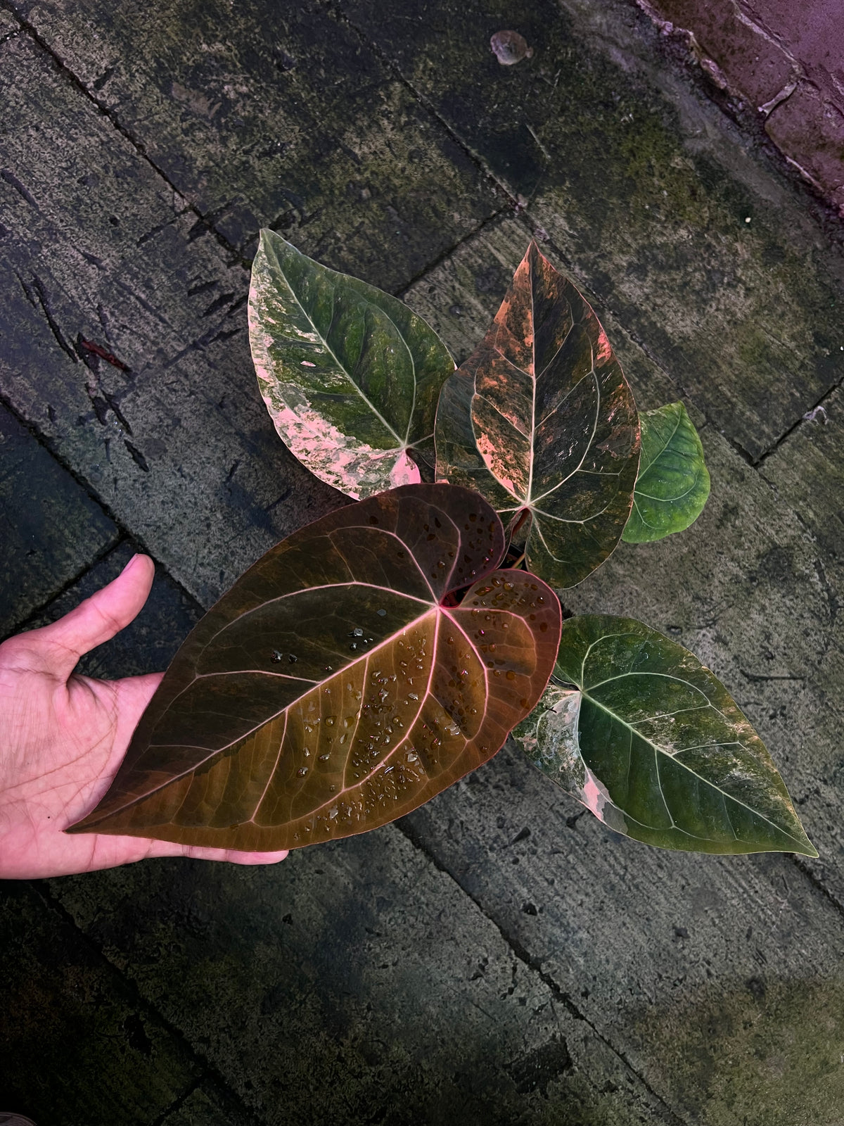 Anthurium Papilillaminum Pink x Black Muscle