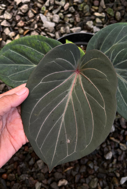 Anthurium King Of Spades Red