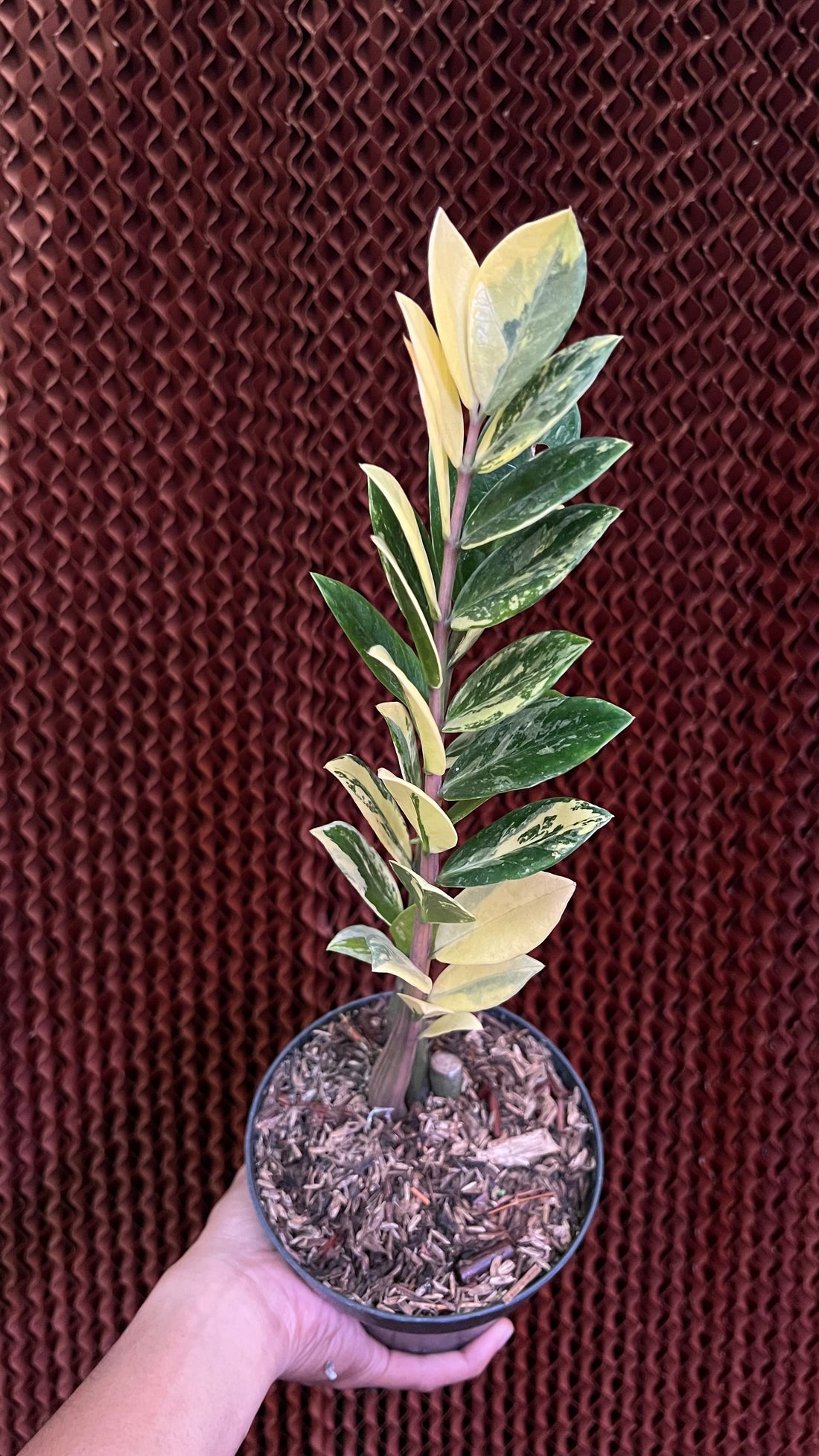 Zamioculcas Zamiifolia  Variegated