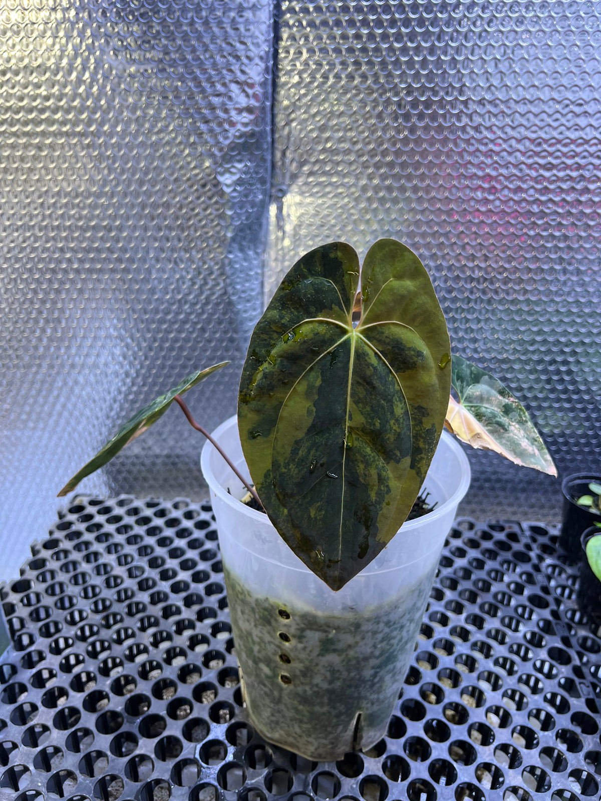 Anthurium Papilillaminum Variegated x Black Velvet