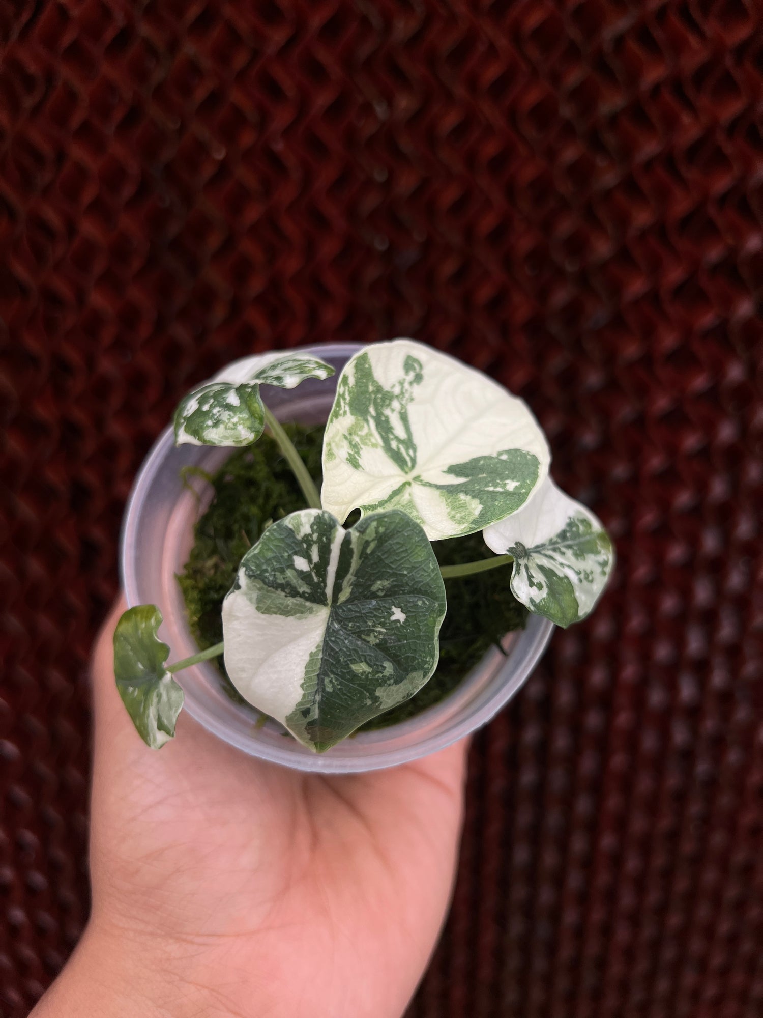Alocasia Melo Albo Variegated