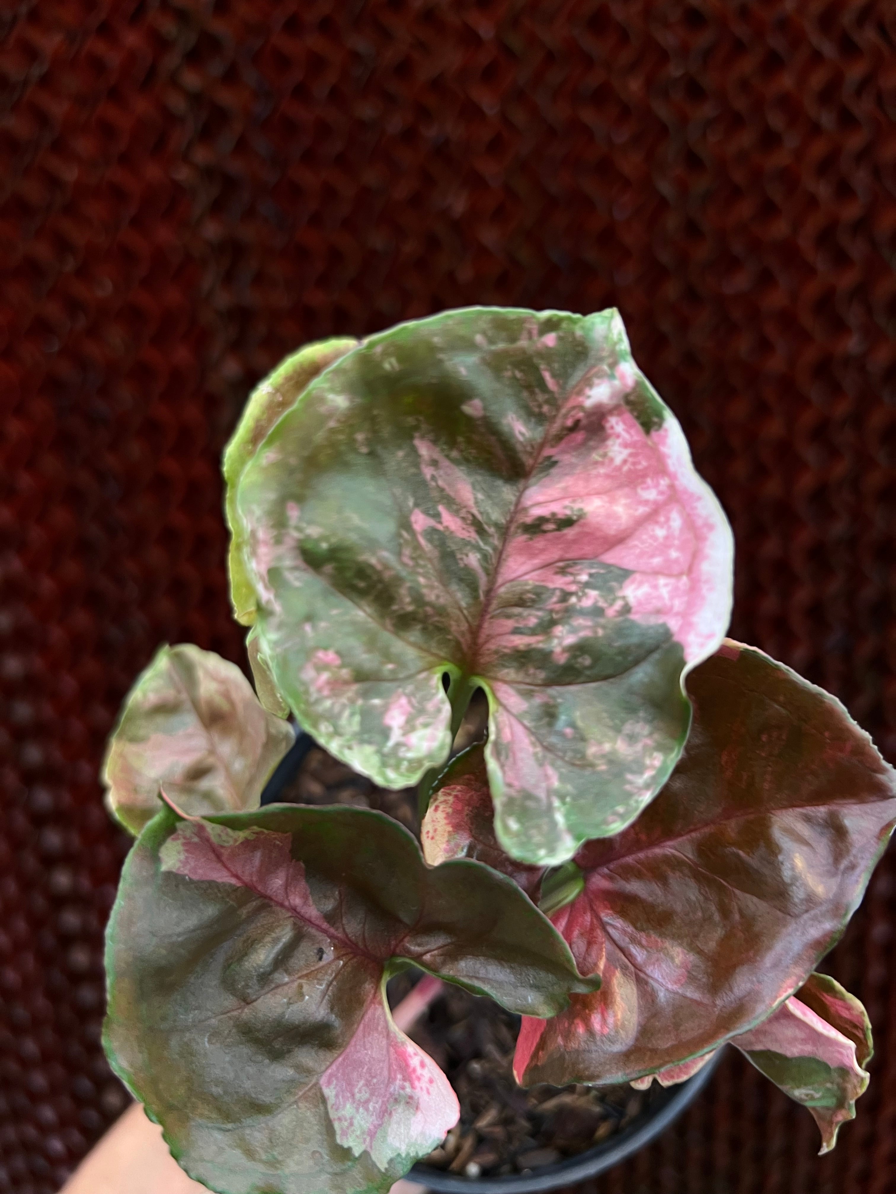 Syngonium Strawberry Ice
