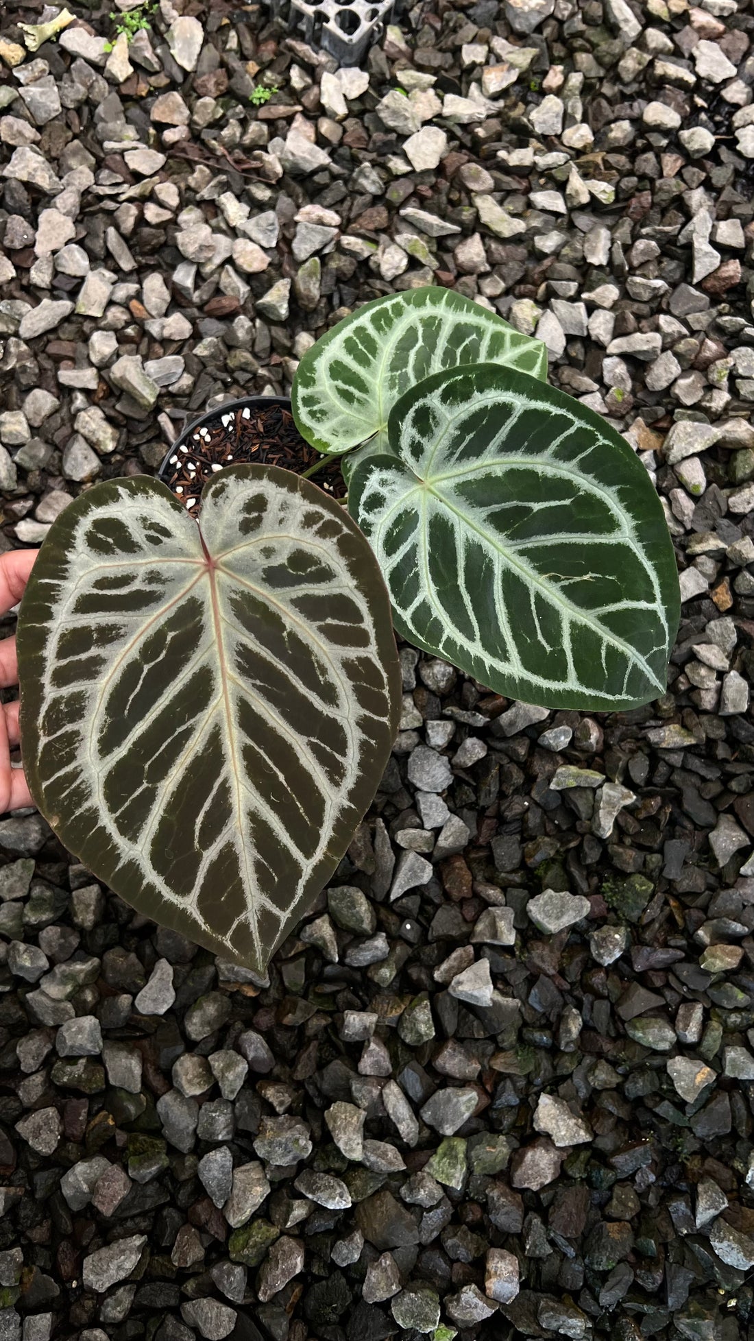 Anthurium KOS x Red x Angela self