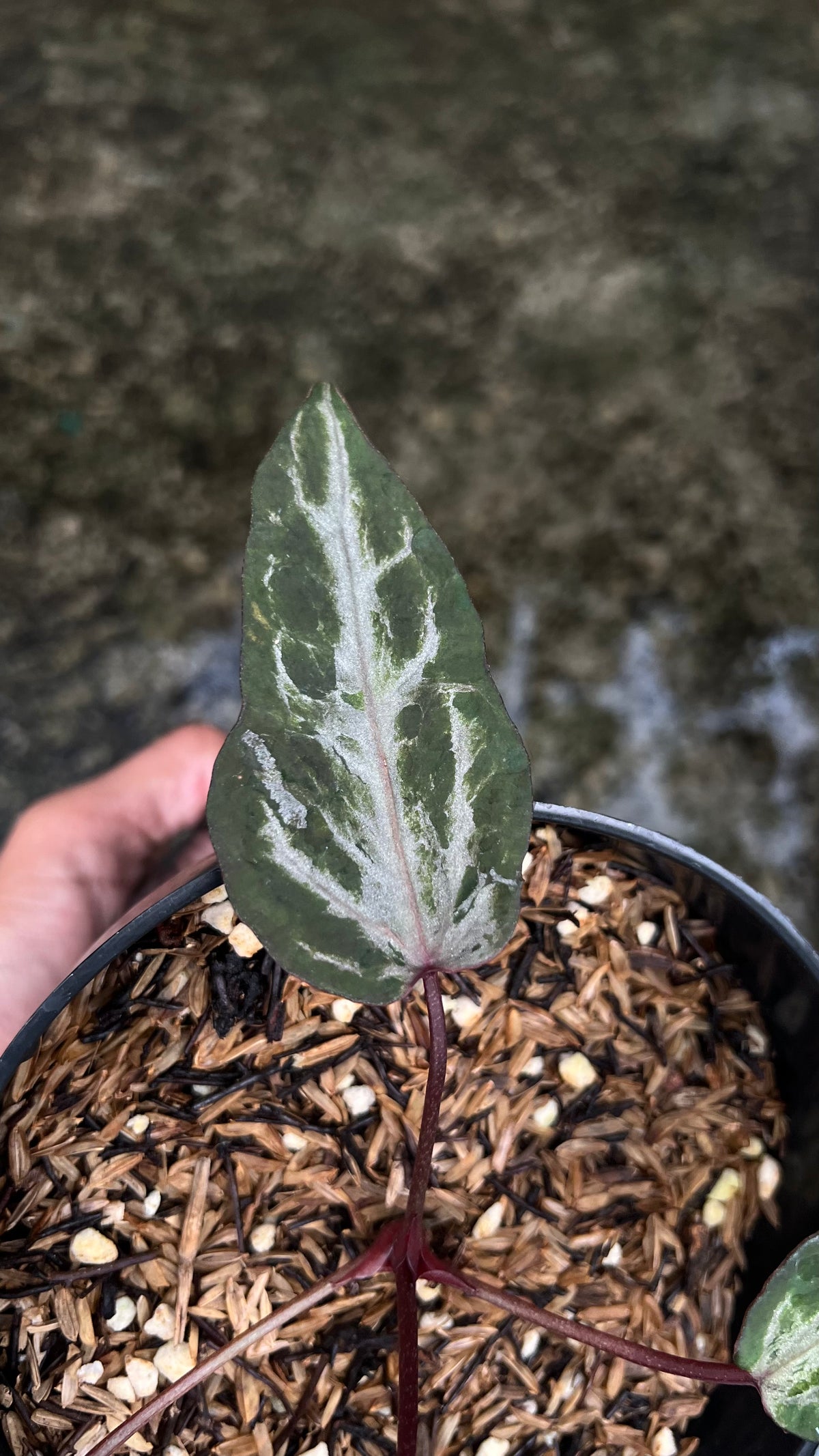 Anthurium Zara Michelle x Zara Michelle (mutation)