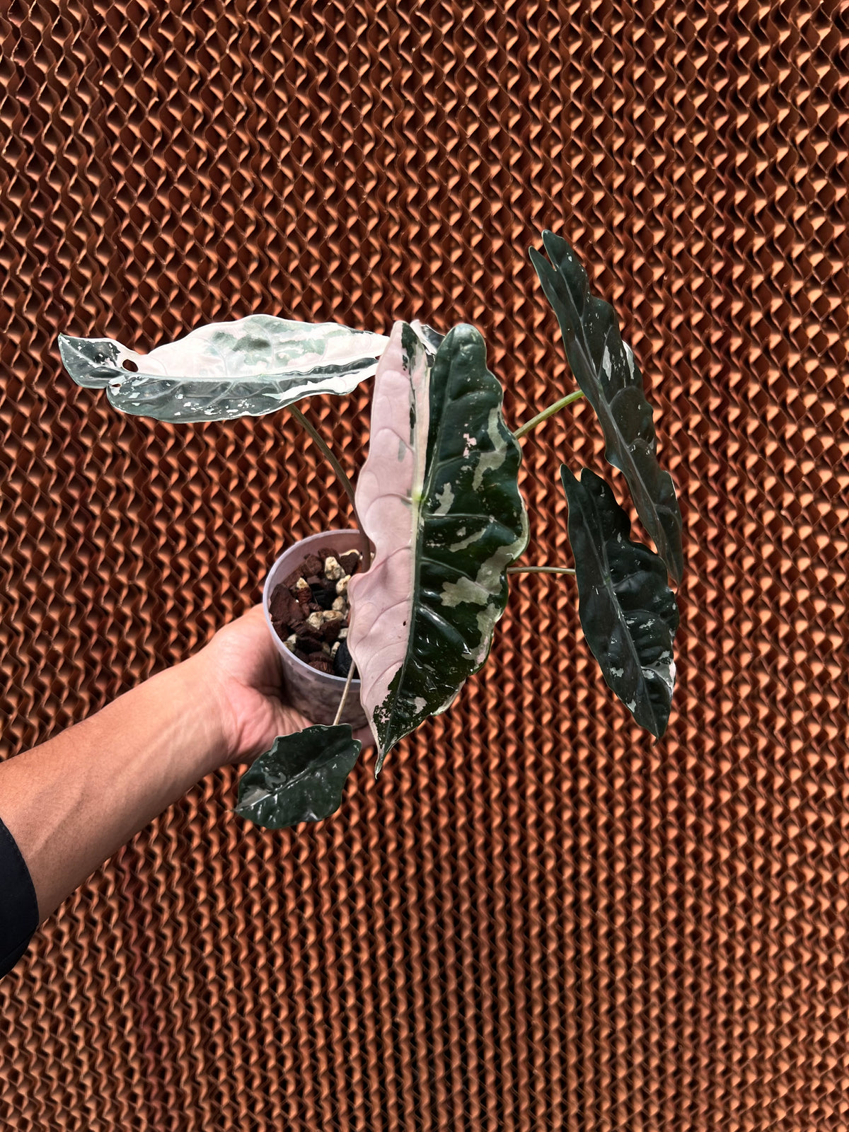 Alocasia chantrieri pink Variegated
