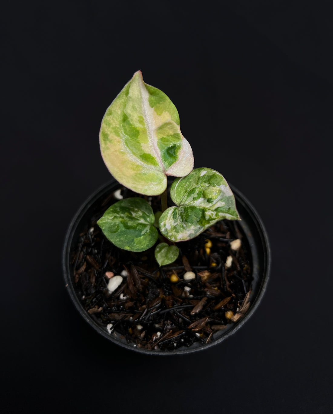 Anthurium Tortoise King Small Variegated