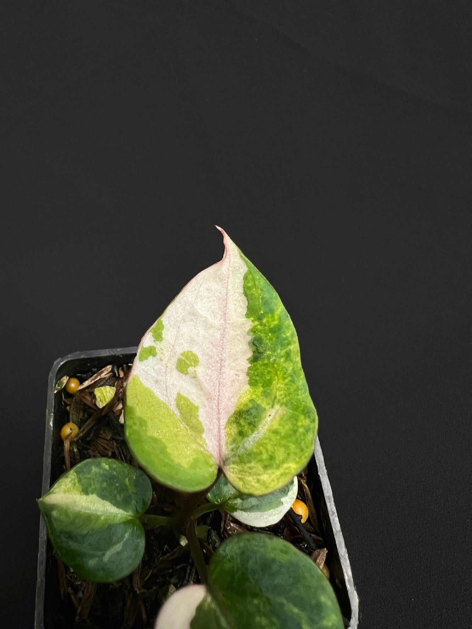 Anthurium Tortoise King Small Variegated