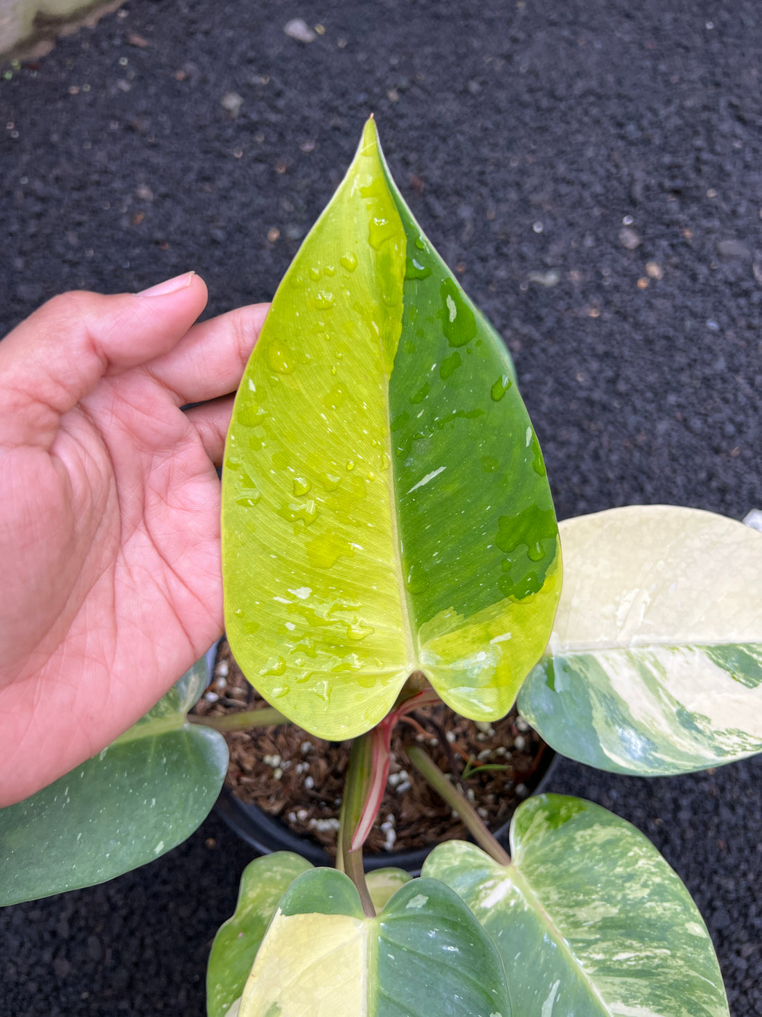 Philodendron White Princess Galaxy Variegated