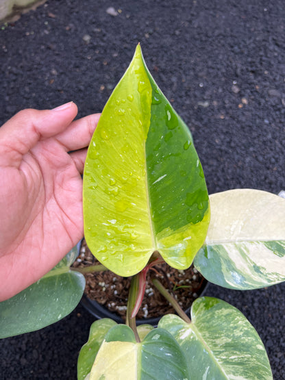 Philodendron White Princess Galaxy Variegated