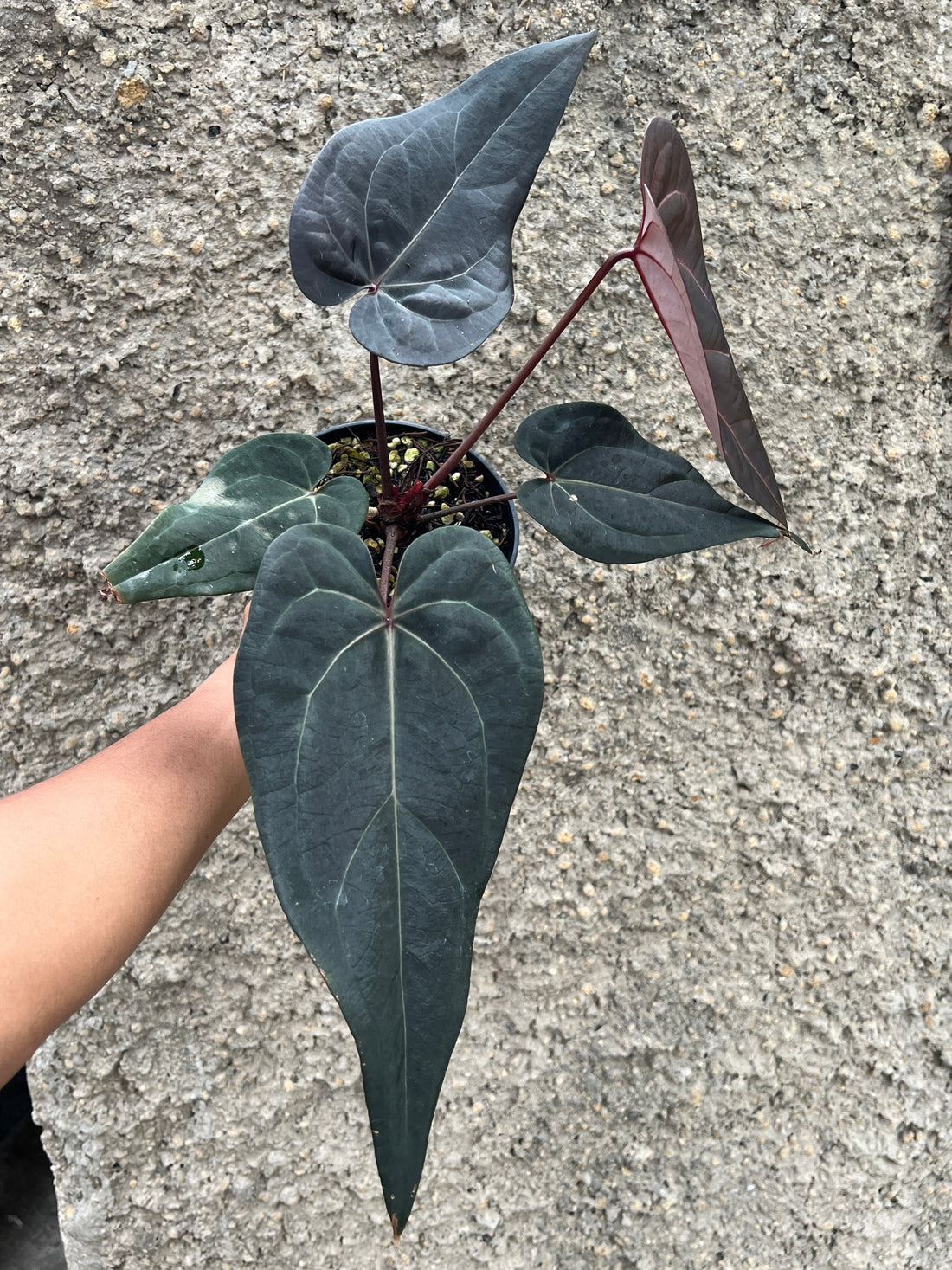 Anthurium Red Velvet Cake x Red Velvet Cake