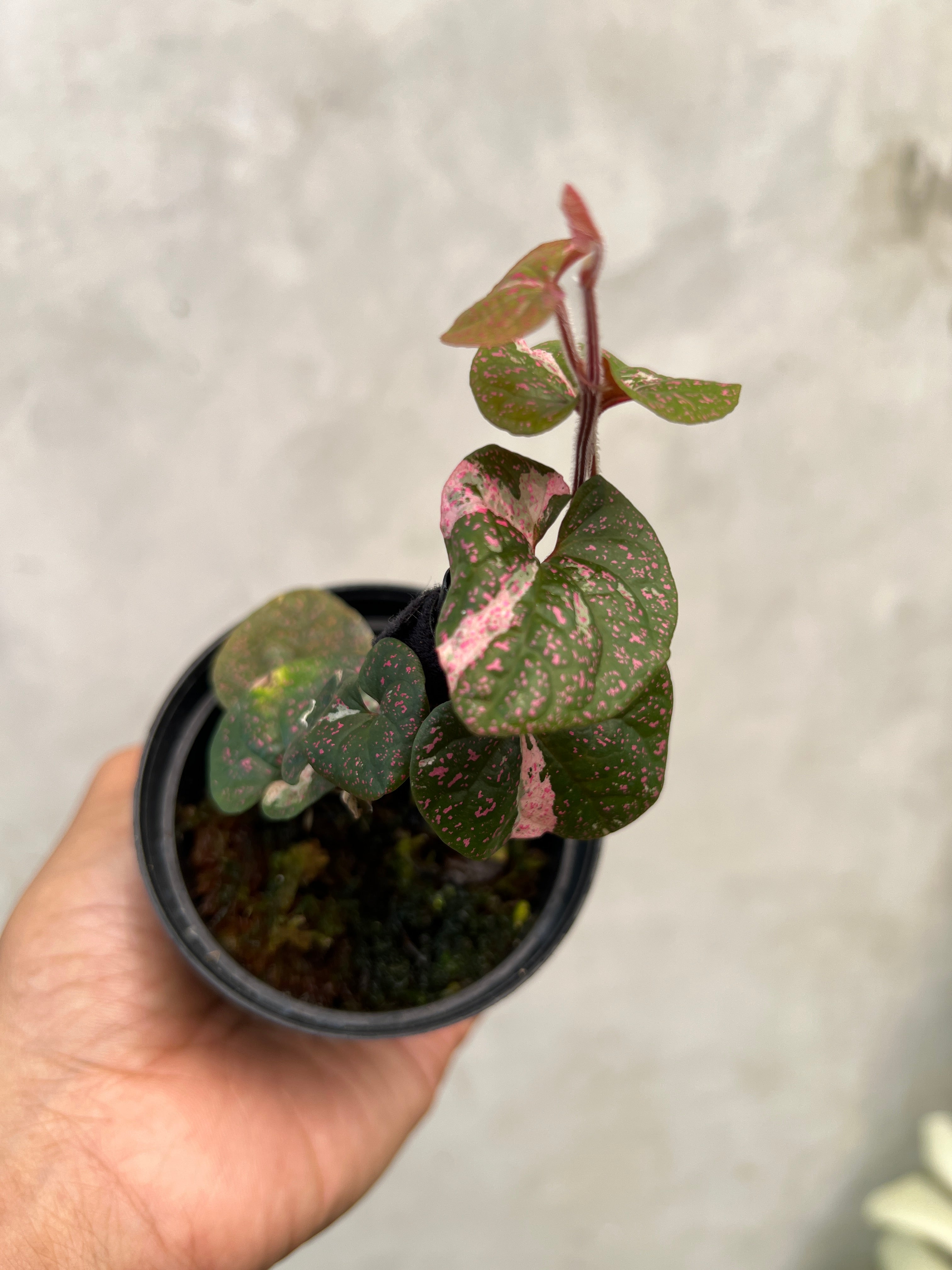 Piper Sp Papua Pink Variegated