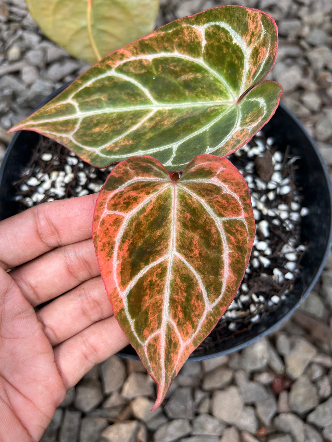 Anthurium Crystallinum Pink Variegated